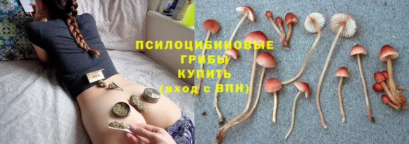 наркота  Сарапул  это наркотические препараты  Галлюциногенные грибы Psilocybine cubensis 